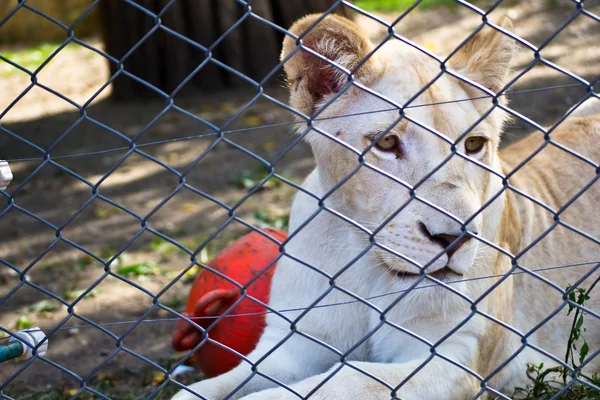 Львенок за клеткой в зоопарке — стоковое фото