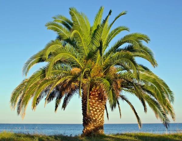 Deniz kıyısında plajda palmiye ağacı — Stok fotoğraf