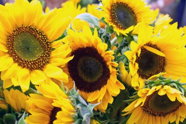 Ayçiçeği Arkaplanı