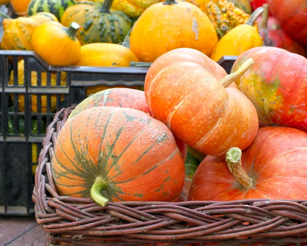 Colorido surtido de calabazas en el mercado de temporada de otoño —  Fotos de Stock