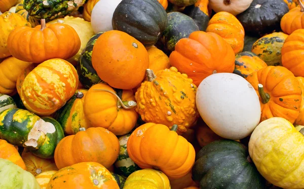 Colorido surtido de calabazas en el mercado de temporada de otoño —  Fotos de Stock