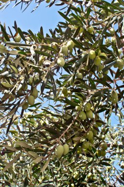 Mavi gökyüzü, yeşil zeytin dalı
