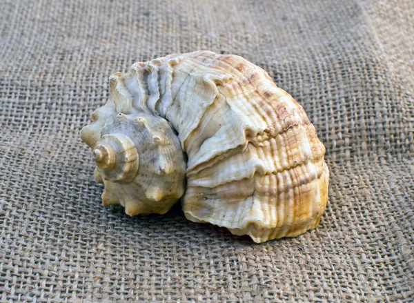 Nautilus Shell sur toile de jute — Photo