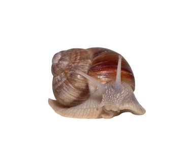 Beyaz bir arka plan üzerinde izole Bahçe üzüm salyangoz