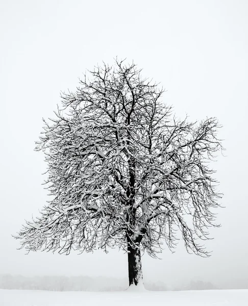 Alleen in de sneeuw — Stockfoto