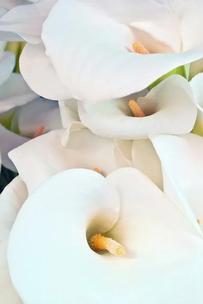 Kala flor de perto — Fotografia de Stock