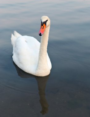 Sudaki beyaz kuğu