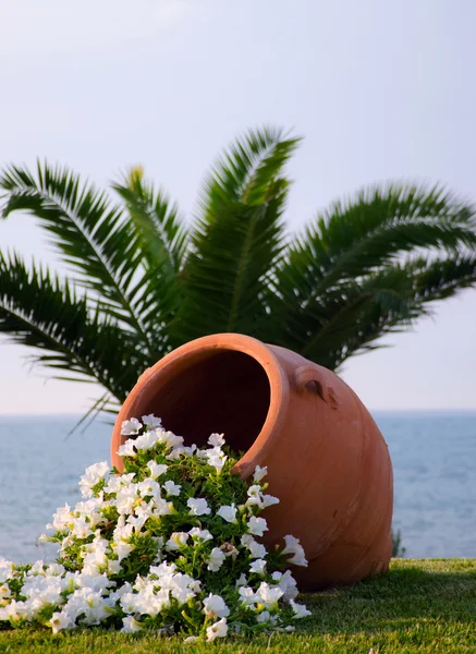 Flores en terracota una olla en frente de la playa de mar —  Fotos de Stock