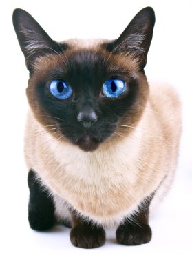 Siamese cat isolated on the white background clipart