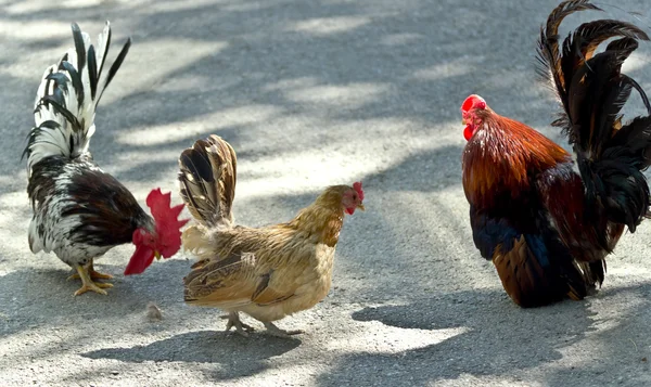 Chicken and rooster — Stock Photo, Image