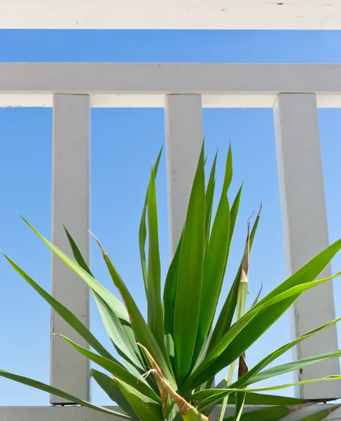 Tropical photo palm on beach terrace — Stock Photo, Image