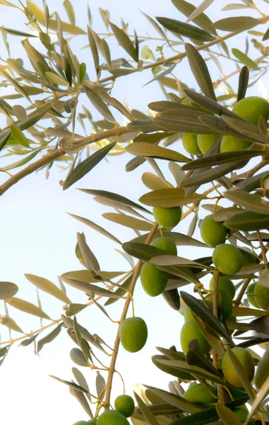Groene olijven op de tak — Stockfoto