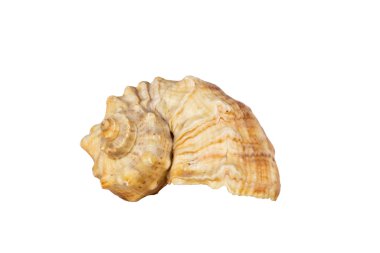 deniz kabuğu beyaz üzerine izole