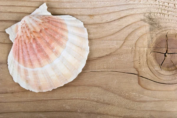 Concha de mar en un tablero de madera — Foto de Stock