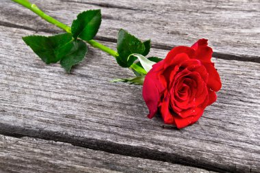 eski ahşap tahta aşk kavramı kırmızı gül