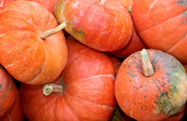 Halloween pumpkins assortment on the autumn season market — Stock Photo, Image