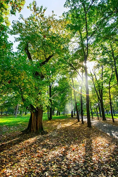 Autumn picturesque park in sunny day — Stock Photo, Image