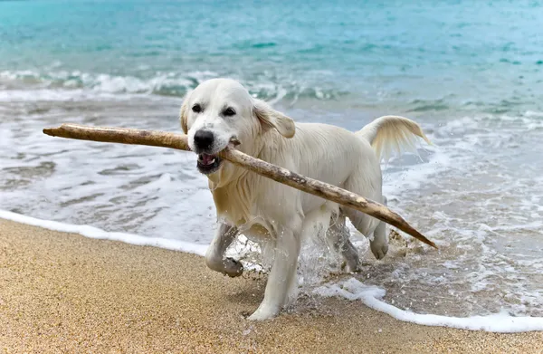 Σκύλος Labrador retriever, παίζοντας στην παραλία — Φωτογραφία Αρχείου
