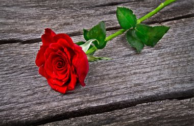 eski ahşap üzerine kırmızı gül