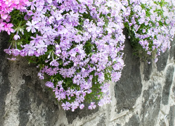 정원 벽에 꽃 — 스톡 사진