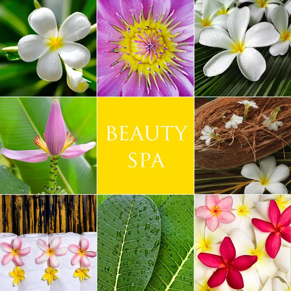 Beauty flowers — Stock Photo, Image