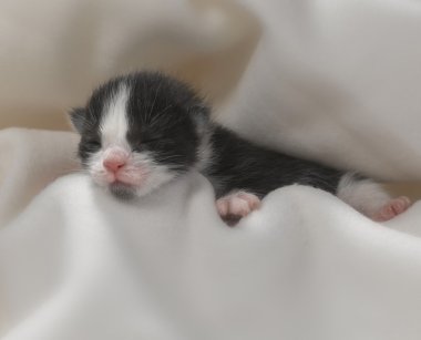 Yavru kedi