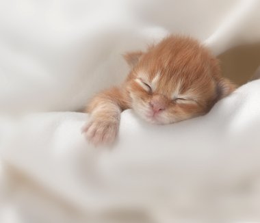 Yavru kedi