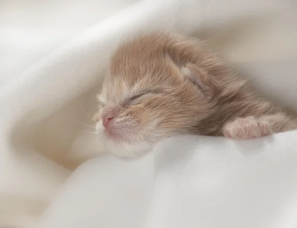 Kitten — Stock Photo, Image