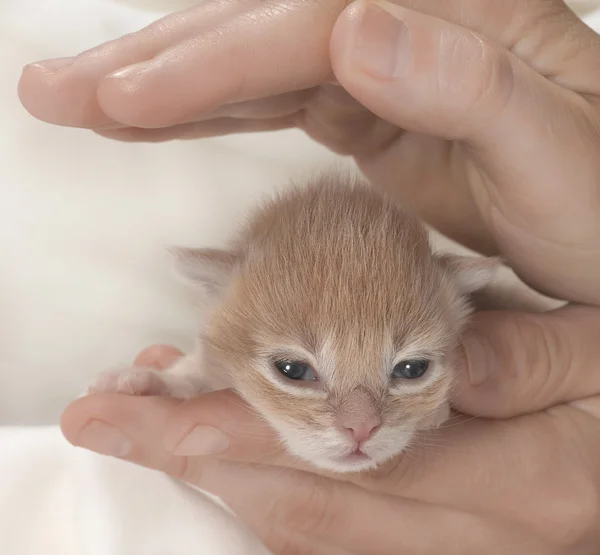 Kitten — Stock Photo, Image