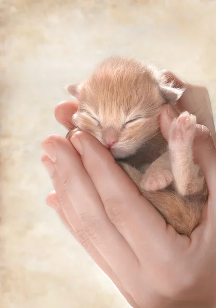 Kitten — Stock Photo, Image