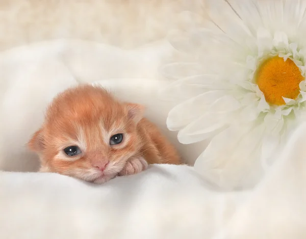 Gatinho — Fotografia de Stock