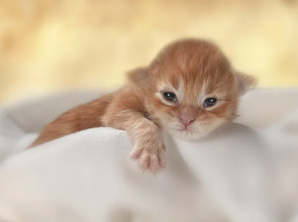 Kitten — Stock Photo, Image