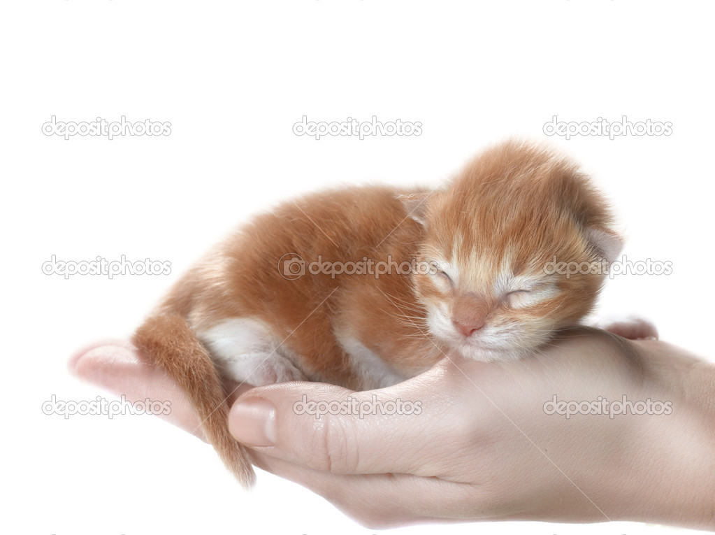 Chaton Image Libre De Droit Par Dedukh C