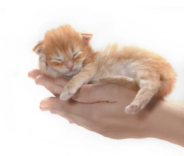 Kitten — Stock Photo, Image