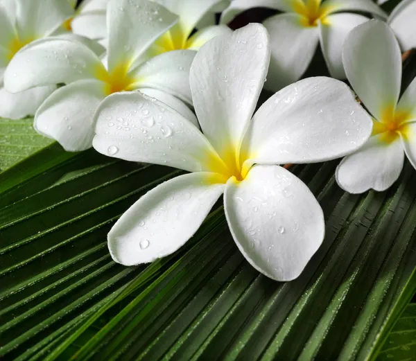 Plumeria — Stockfoto