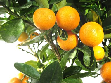 Mandarin