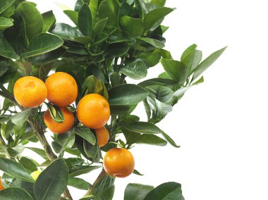 Mandarin