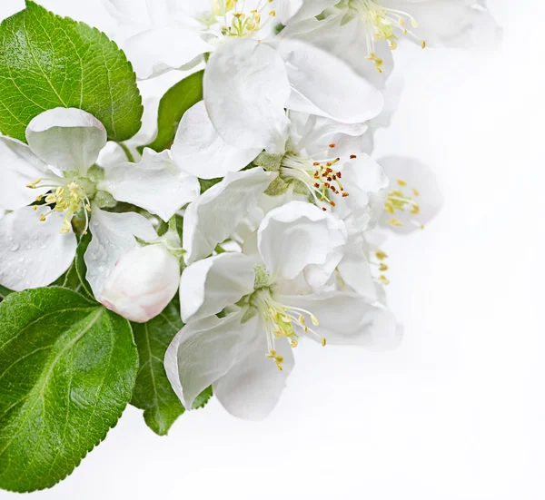 Birnenblüte — Stockfoto