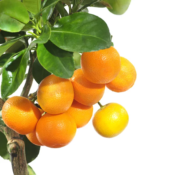 Mandarine — Stockfoto