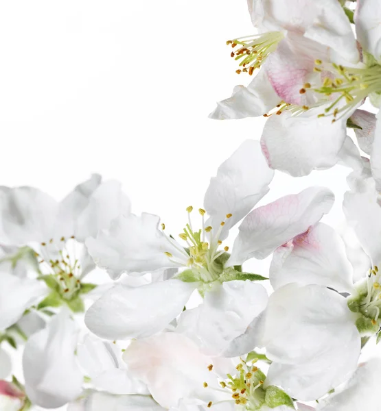 सफेद फूल — स्टॉक फ़ोटो, इमेज