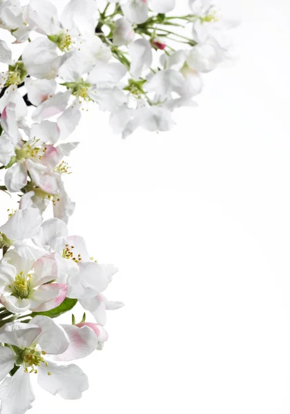 White flowers — Stock Photo, Image