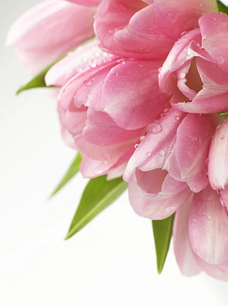 Pink tulips flowers Stock Picture