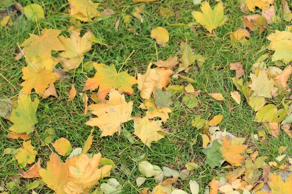 Autumn leaves on the grass — Stock Photo, Image