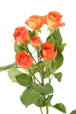 Sevgililer günü gül