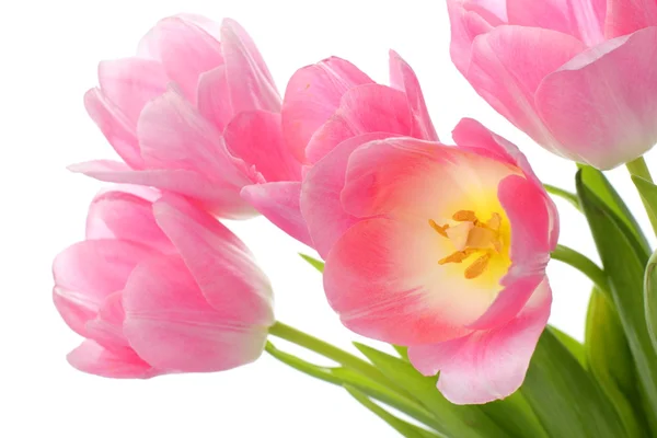 Verse tulpen — Stockfoto