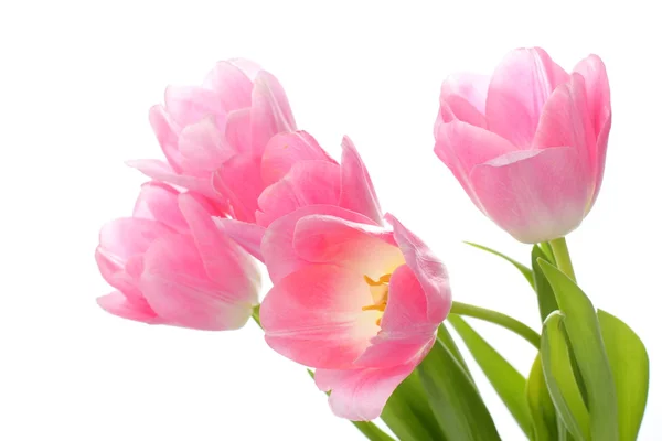 Verse tulpen — Stockfoto