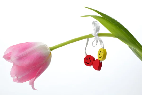 Tulpen — Stockfoto