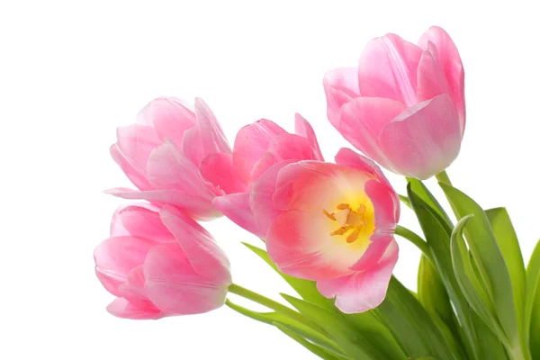 Fresh tulips — Stock Photo, Image