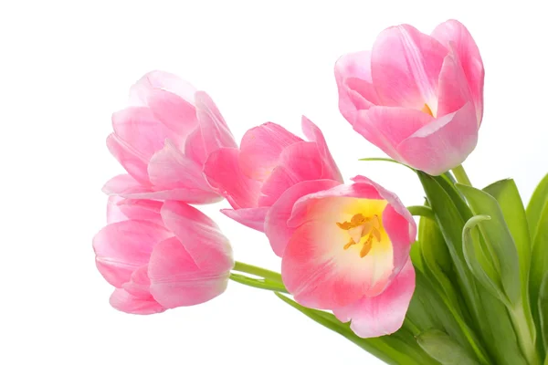 Čerstvé tulipány — Stock fotografie