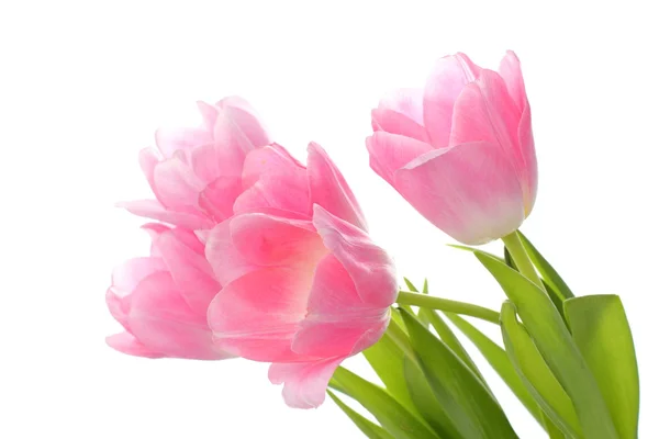 Свежие тюльпаны — стоковое фото